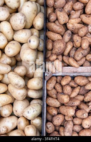Frische weiße und braune Kartoffeln nebeneinander auf einem Bauernmarkt ausgestellt, die verschiedene Sorten natürlicher Produkte für gesundes Kochen präsentieren Stockfoto