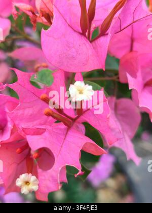 Makroaufnahme von rosa Bougainvillea-Hüllenblättern mit kleinen weißen Blüten, die blühen Stockfoto