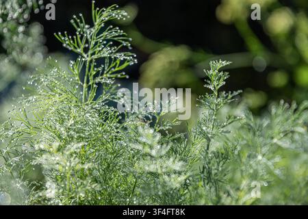 Frischer grüner Dill, bedeckt mit glitzernden Morgentautropfen im weichen Sonnenlicht. Natürliches Bio-Kräuter, das in einem Sommergarten mit schönem Bokeh und Sel wächst Stockfoto