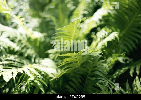 Grüne Farnblätter im Sonnenlicht natürlicher Waldhintergrund Stockfoto