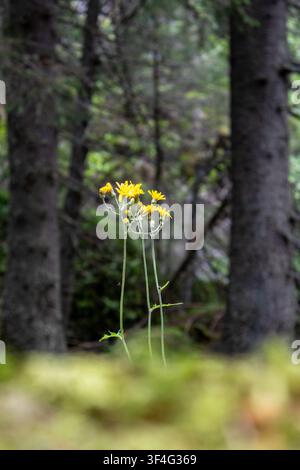 Gelbe Wildkratzblumen blühen in einem dunklen Wald Stockfoto