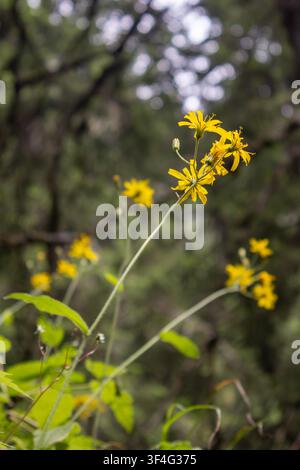 Gelbe Wald-Flockenblumen blühen in einem dunklen Wald Stockfoto