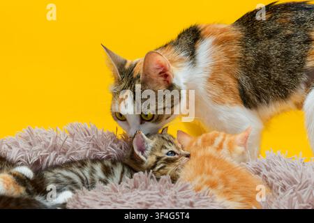 Mutter-Kaliko-Katze pflegt ihre kleinen Kätzchen Stockfoto