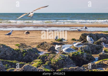 Möwen versammeln sich an einem sonnenbeschienenen Strand mit rauen, moosbewachsenen Felsen und sanften Meereswellen unter einem klaren Himmel. Ostende, eine Küstenstadt in Belgien, Europa. Stockfoto