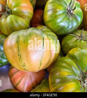 Frische große Heirloom-Tomaten werden an einem lokalen Marktstand ausgestellt. Die Tomaten zeigen deutliche Streifen und sind Teil einer Sommerernte. Einkäufer können Stockfoto