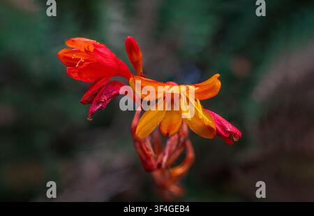 Eine detaillierte Makrofotografie zeigt einen Büschel blühender Crocosmia-Blumen, auch bekannt als Montbretia, mit ihren feurigen orangefarbenen und roten Blütenblättern Stockfoto