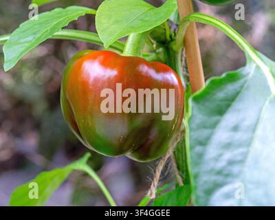 Süßpaprika, Sorte Kaibi Round, reifend an einer Pflanze Stockfoto