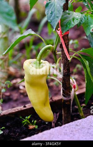 Eine Nahaufnahme eines frischen hellgrünen (gelblichen) Bananenpfeffers oder einer Paprika, die an einem Pflanzenstiel in einem Gartenbeet wachsen. Kleine Wassertropfen sind auf der glatten Haut nach Regen oder Gießen sichtbar. Der Pfefferstrauch wird von einem Holzstab gestützt, der mit Schnur befestigt ist. Perfekte Bilddarstellung für Hausgärten, biologischen Landbau, Landwirtschaft, frische Produkte, Gartenbau und gesunde Ernährungs Konzepte. Stockfoto