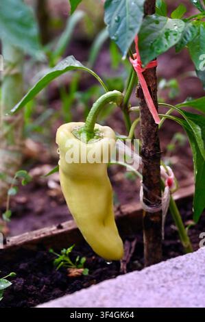 Eine Nahaufnahme eines frischen hellgrünen (gelblichen) Bananenpfeffers oder einer Paprika, die an einem Pflanzenstiel in einem Gartenbeet wachsen. Kleine Wassertropfen sind auf der glatten Haut nach Regen oder Gießen sichtbar. Der Pfefferstrauch wird von einem Holzstab gestützt, der mit Schnur befestigt ist. Perfekte Bilddarstellung für Hausgärten, biologischen Landbau, Landwirtschaft, frische Produkte, Gartenbau und gesunde Ernährungs Konzepte. Stockfoto