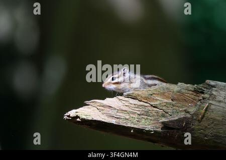 Kleiner Streifenhörnchen sitzt auf einem gefallenen Baumstamm im Wald Stockfoto