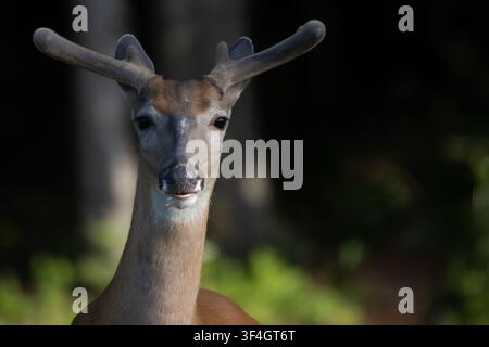 Weißwedelhirsch mit Samthörnern Stockfoto