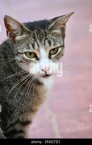 Eine detaillierte Nahaufnahme eines niedlichen getigerten Katers mit weißer Schnauze, auffälligen Schnurrhaaren und grün-gelben Augen, der intensiv in die Kamera blickt. Der Hintergrund ist sanft unscharf in gedämpften rosa-braunen Tönen gehalten, wodurch die ausdrucksstarken Gesichtszüge und die detaillierte Fellstruktur des Katers betont werden. Stockfoto