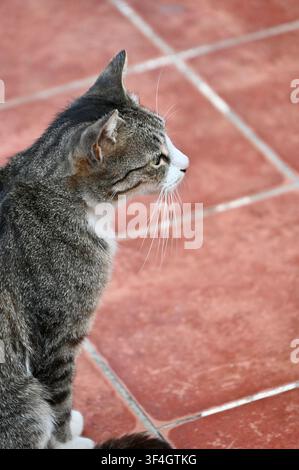 Ein Profilbild einer grauen getigerten Katze mit weißer Brust und Schnauze, die aufmerksam im Freien sitzt. Die Katze schaut von der Kamera weg vor einem Hintergrund aus rötlichen Terracotta-Fliesen, wobei ihre scharfen Barthaare, aufmerksamen Ohren und schönen Fellmuster zur Geltung kommen. Stockfoto