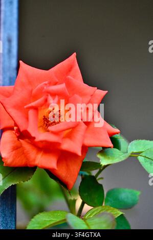 Eine vertikale Nahaufnahme eines leuchtend orangefarbenen Rosenblüten auf einem grünen Stiel mit Blättern vor einem unscharfen weichen Hintergrund. Ein schönes florales Element, perfekt für Natur-, Garten-, Sommer-, Botanik-, Romantik- und Grußkartenthemen. Stockfoto
