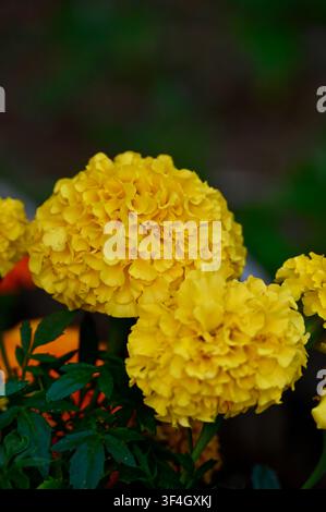 Lebendige vertikale Makroaufnahme von üppigen gelben Ringelblumen (Tagetes) in voller Blüte. Die flauschigen, detaillierten Blütenblätter heben sich wunderschön vor einem weichen dunkelgrünen Hintergrund mit Blättern ab und fangen die Essenz der sonnigen Sommerflora und botanischen Schönheit ein. Stockfoto