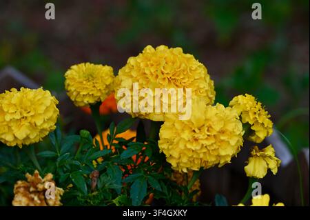 Lebendige vertikale Makroaufnahme von üppigen gelben Ringelblumen (Tagetes) in voller Blüte. Die flauschigen, detaillierten Blütenblätter heben sich wunderschön vor einem weichen dunkelgrünen Hintergrund mit Blättern ab und fangen die Essenz der sonnigen Sommerflora und botanischen Schönheit ein. Stockfoto