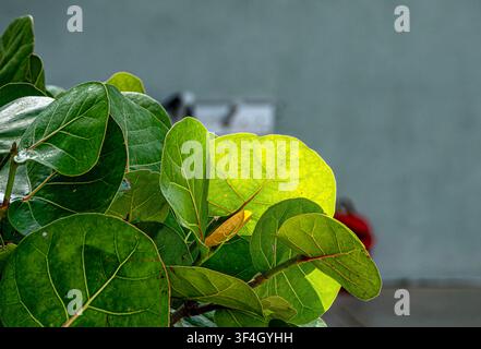 Die Pflanze auf dem Bild ist eine Meeresbeere Stockfoto