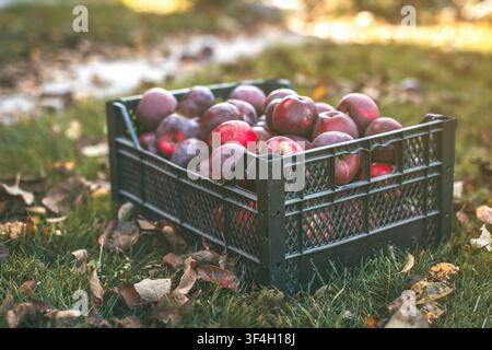 Herbsternte schwarze Kiste mit roten Äpfeln auf Gras mit Herbstblättern. Stockfoto