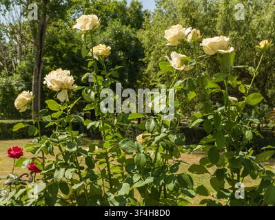Üppiger Busch mit blühenden cremefarbenen und gelben Gartenrosen in einem Park, schöner mehrfarbiger Rosa-Hybrid-Strauch mit jungen Knospen an einem sonnigen Sommertag. Stockfoto