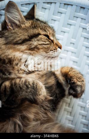 Nahaufnahme einer braunen getigerten Katze, die zusammengerollt auf einer dunkelblauen Decke schläft und ein friedliches Haustier im Ruhezustand in warmem natürlichem Licht zeigt Stockfoto
