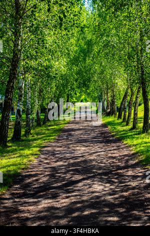 Sonniger Feldweg, der durch eine Allee aus belaubten Birken führt und einen grünen Tunnel in einer friedlichen Sommerwaldlandschaft bildet Stockfoto