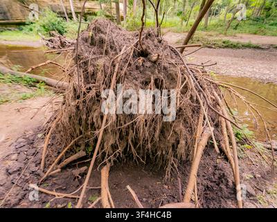 Nahaufnahme des massiven freiliegenden Wurzelsystems und des Schmutzes eines umgestürzten Baumes neben einem Waldbach Stockfoto