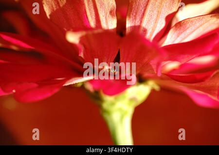 Eine winzige springende Spinne lugt aus den lebendigen rosa und orangefarbenen Blütenblättern einer blühenden Zinnienblüte hervor in einer Makro-Nahaufnahme. Stockfoto