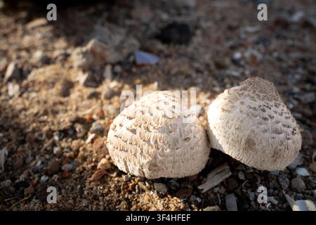 Zwei wilde Pilze, die auf städtischem Straßenrandboden wachsen – Konzept der Naturresilienz und der Umweltökologie Stockfoto