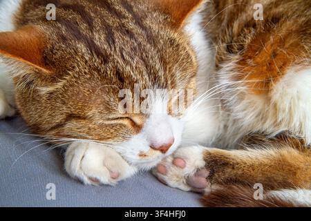 Nahaufnahme des Kopfes und der Pfoten einer schlafenden Katze. Schlafende Katze mit geschlossenen Augen. Stockfoto