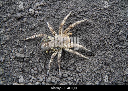 Eine große giftige Spinne mit Spiderlingen auf dem Rücken am Boden. Eine Nahaufnahme-Makrofotografie einer Spinne in freier Wildbahn. Stockfoto