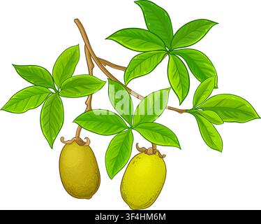 Baobab-Ast farbige detaillierte Illustration. Stock Vektor
