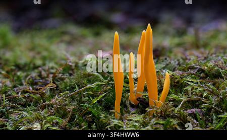 Eine Gruppe von goldgelben, korallenartigen zylindrischen Streifen von Clavulinopsis amoena-Pilzen, die aus einem Moospolster in Styx, Tasmanien, Australien, herausragen Stockfoto
