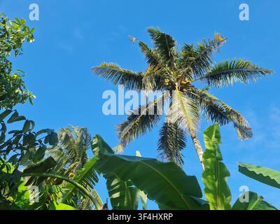 Üppige tropische Palmen- und Bananenblätter vor einem klaren blauen Himmel, perfekt für Urlaubshintergründe. Stockfoto