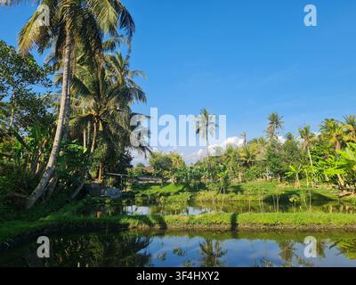 Üppige tropische Landschaft mit Palmen und blauem Himmel, der sich in Teichen spiegelt. Ideal für Reise- und Naturthermen. Stockfoto