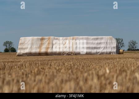 Ein großer Stapel Heuballen, die in weißes Plastik eingewickelt sind, ist auf einem trockenen Feld zu sehen. Die Sonne scheint auf die goldenen Feldfrüchte um die Ballen herum. Einige Bäume sind vi Stockfoto