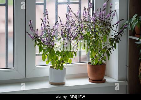 Töpfe mit blühenden Thai-Basilikusbüschen stehen auf der Fensterbank zu Hause, Zimmerpflanzengarten als Hobby. Stockfoto