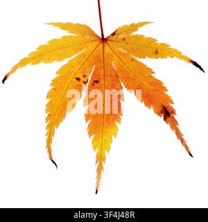 Gefallen Stockfoto