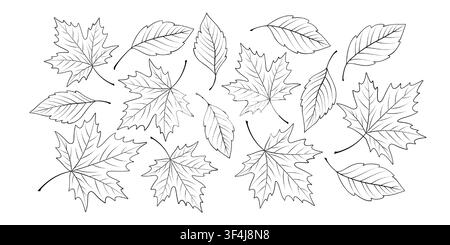 Vektor-Linienkunst mit Herbstblättern auf weißem Hintergrund. Schwarze Umrisse von Ahorn- und Ovalblättern mit dünnen Adern, handgezeichneter botanischer Herbstskizzenstil Stock Vektor