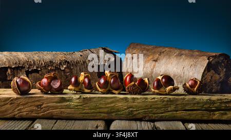 Geöffnet ( Kastanien ) Stockfoto