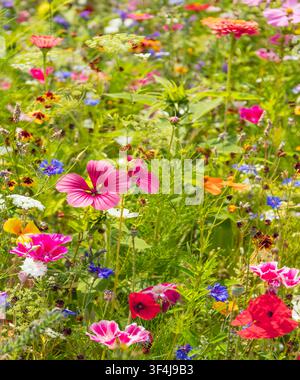 Wildblumenwiese. Stockfoto