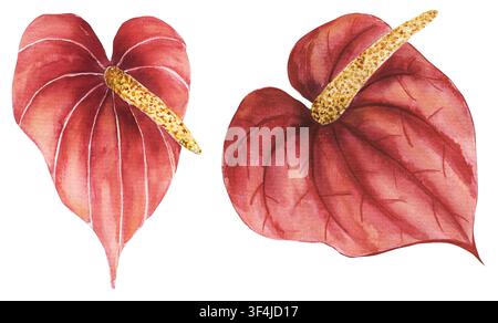Aquarell handgezeichnete rote Anthurienblumen-Illustrationssammlung, grafische Blumen-Cliparts Stockfoto