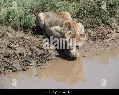 Junge Löwin trinkt aus einem Wasserloch im Serengeti-Nationalpark in Tansania Stockfoto