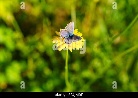 Blaue Waldschwalbe (Polyommatus icarus) ruht auf einer gelben Blume in einer sonnigen Wiese Stockfoto