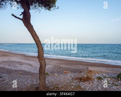 Gebogener Baumstamm an einem Kieselstrand mit ruhigen blauen Meereswellen und Horizont unter einem klaren Himmel. Stockfoto