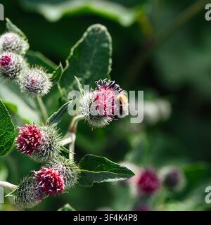 Eine Hummel sammelt Nektar von einer rosa Klette in einem sonnigen grünen Garten. Nahaufnahme. Stockfoto