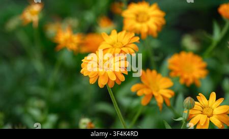Lebendige orangefarbene Ringelblumen blühen prächtig in einem üppigen grünen Garten unter sanftem natürlichem Licht. Nahaufnahme. Stockfoto