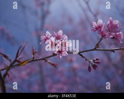 Schöne kleine Blumen in der Natur Stockfoto