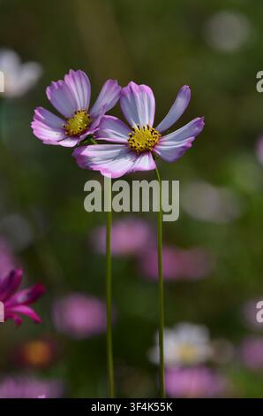 Schöne kleine Blumen in der Natur Stockfoto