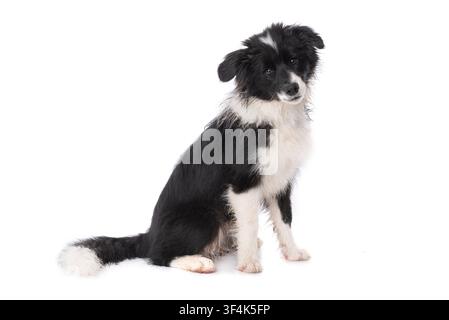 Junger Border-Collie-Hund, der isoliert auf weißem Hintergrund sitzt Stockfoto
