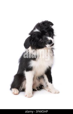 Junger Border-Collie-Hund, der isoliert auf weißem Hintergrund sitzt Stockfoto